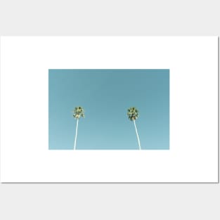 Tall fan palm trees against blue sky Posters and Art